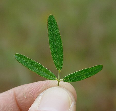 Lespedeza_capitata_leaflet.jpg