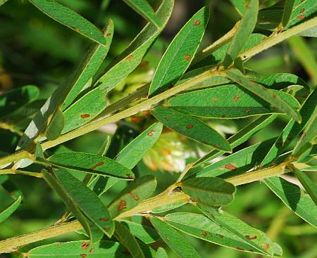 Lespedeza_capitata_leaves.jpg