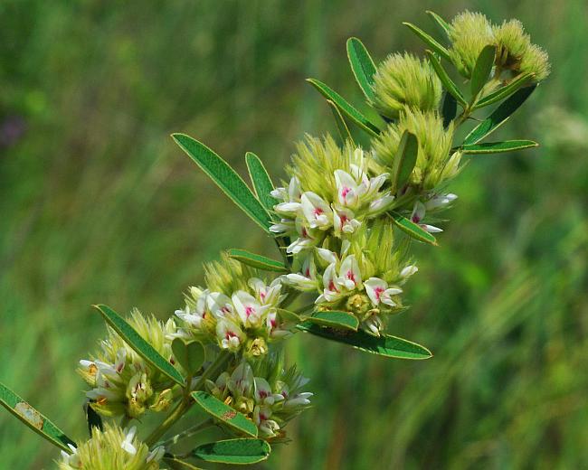 Lespedeza_capitata_plant.jpg