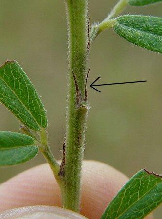 Lespedeza_capitata_stipules.jpg