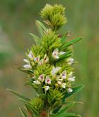 Lespedeza capitata thumbnail