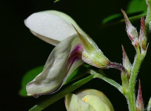 Lespedeza_cuneata_calyx.jpg