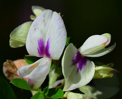 Lespedeza_cuneata_flowers.jpg