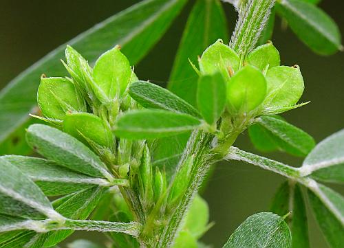 Lespedeza_cuneata_fruits.jpg