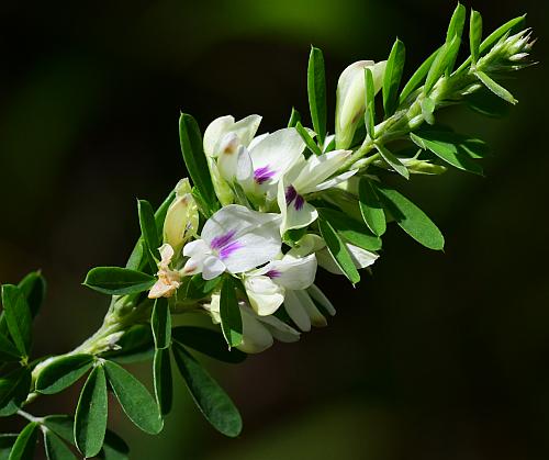 Lespedeza_cuneata_inflorescence.jpg