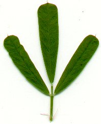 Lespedeza_cuneata_leaf.jpg