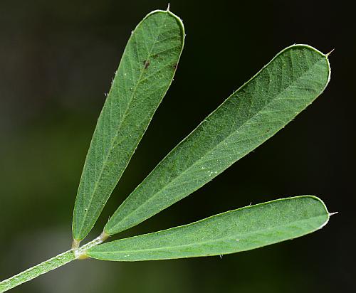 Lespedeza_cuneata_leaf1.jpg