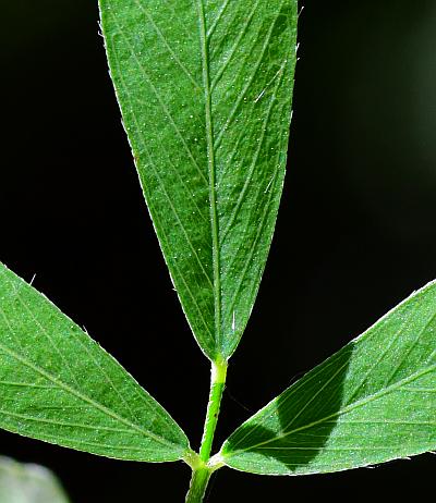 Lespedeza_cuneata_leaf1a.jpg