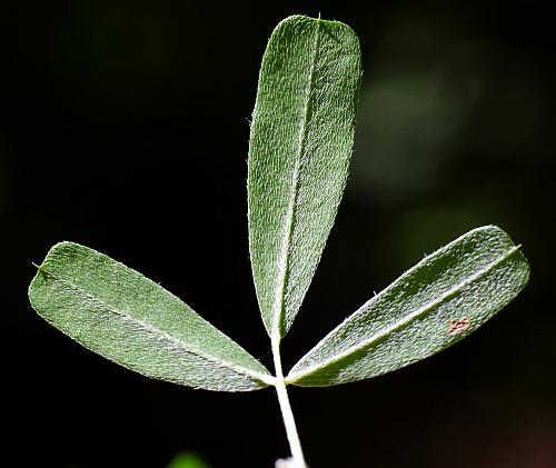 Lespedeza_cuneata_leaf2.jpg