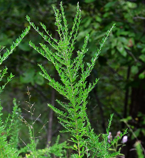 Lespedeza_cuneata_plant.jpg