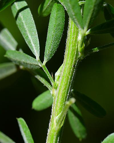 Lespedeza_cuneata_stem.jpg