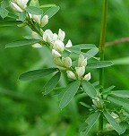 Lespedeza cuneata thumbnail