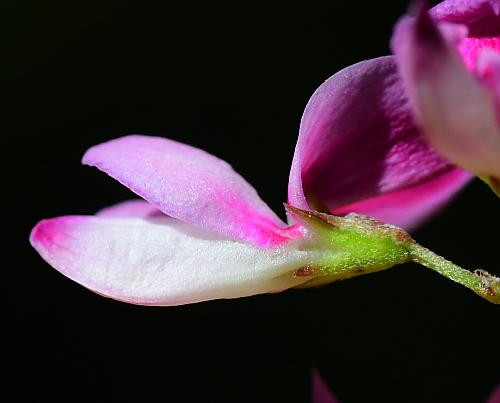 Lespedeza_frutescens_calyx.jpg