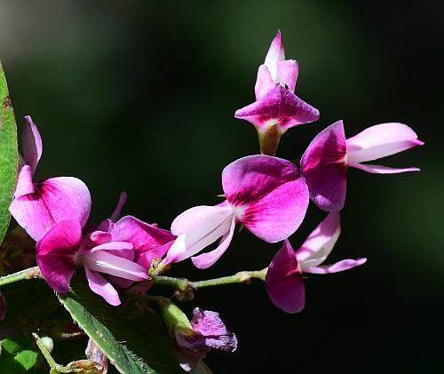 Lespedeza_frutescens_flowers.jpg