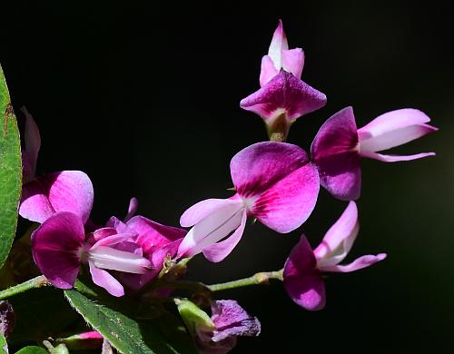 Lespedeza_frutescens_flowers2.jpg