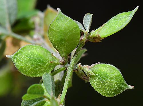 Lespedeza_frutescens_fruits.jpg