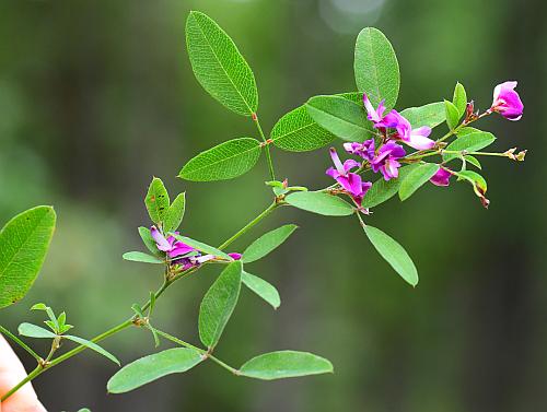 Lespedeza_frutescens_inflorescence.jpg