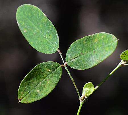 Lespedeza_frutescens_leaf1.jpg