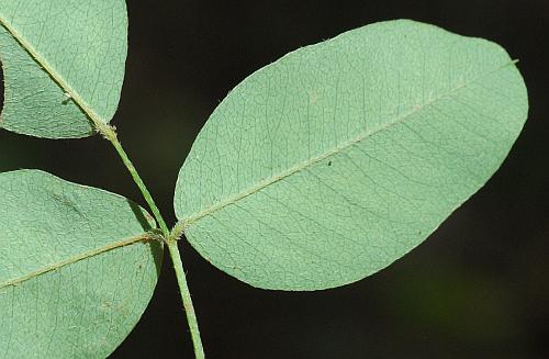 Lespedeza_frutescens_leaf2.jpg