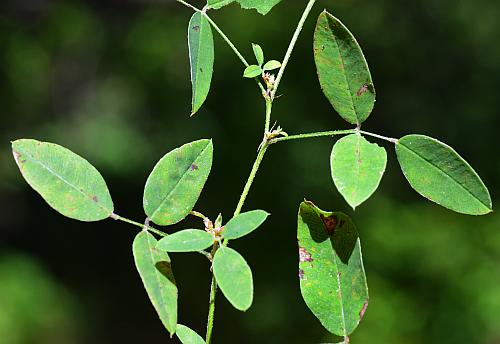 Lespedeza_frutescens_leaves.jpg