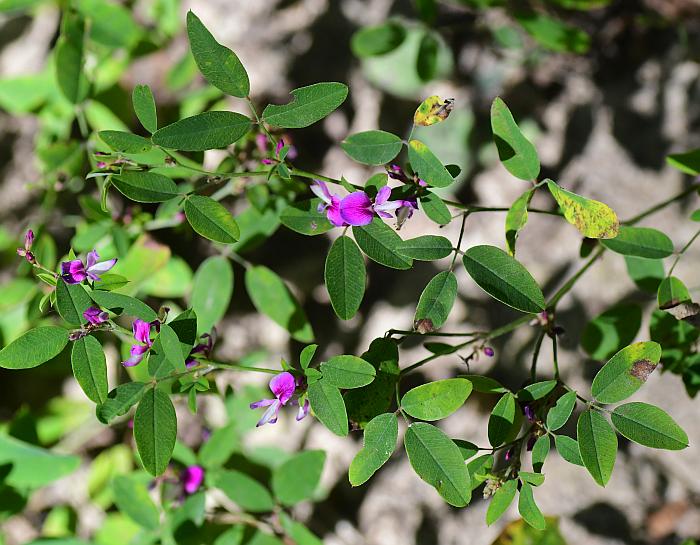 Lespedeza_frutescens_plant.jpg