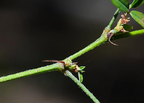 Lespedeza_frutescens_stem.jpg