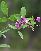 Lespedeza frutescens thumbnail