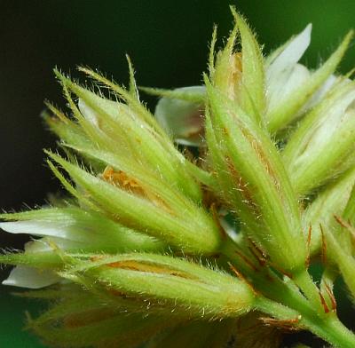 Lespedeza_hirta_calyces.jpg