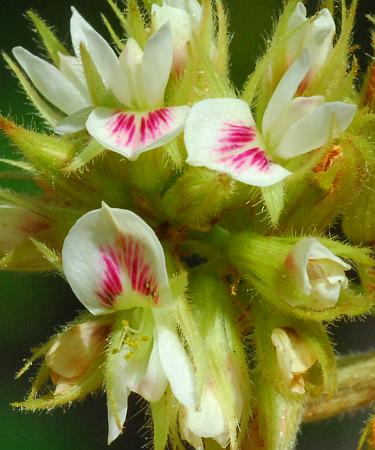 Lespedeza_hirta_flowers.jpg