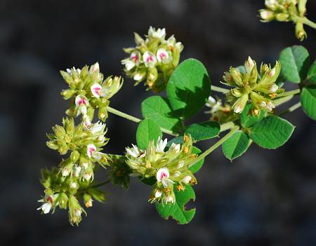 Lespedeza_hirta_inflorescences.jpg