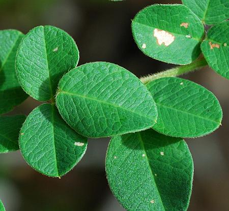 Lespedeza_hirta_leaf1.jpg