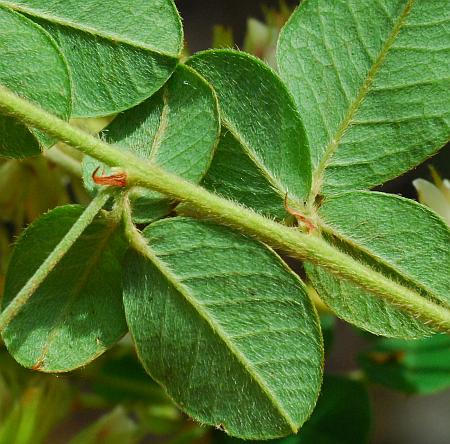 Lespedeza_hirta_leaf2.jpg