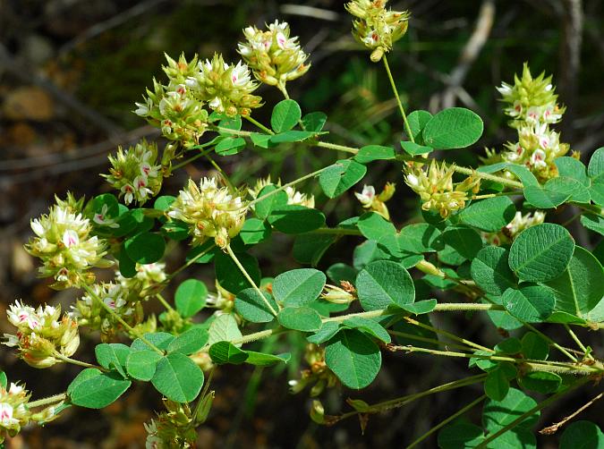 Lespedeza_hirta_plant.jpg