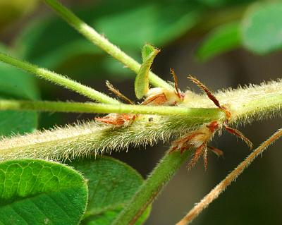 Lespedeza_hirta_stem.jpg