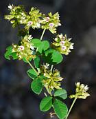 Lespedeza hirta thumbnail