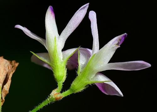 Lespedeza_procumbens_calyces.jpg