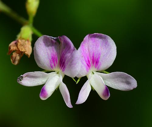 Lespedeza_procumbens_flowers1.jpg