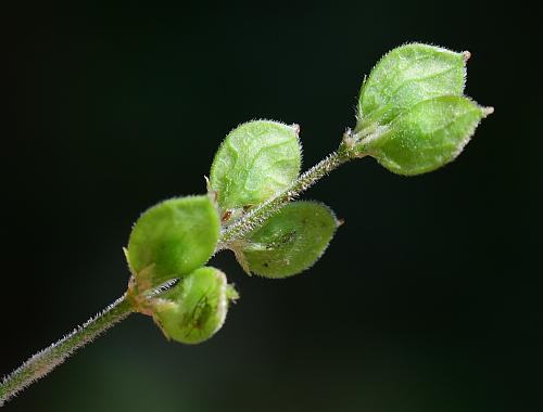 Lespedeza_procumbens_fruits.jpg