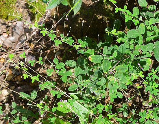 Lespedeza_procumbens_habit.jpg