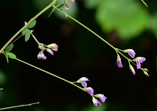 Lespedeza_procumbens_inflorescence.jpg