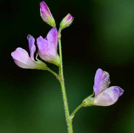 Lespedeza_procumbens_inflorescence2.jpg