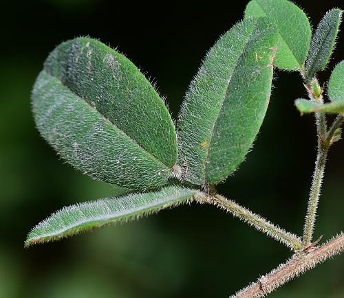 Lespedeza_procumbens_leaf1.jpg