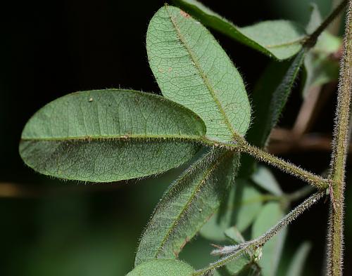 Lespedeza_procumbens_leaf2.jpg