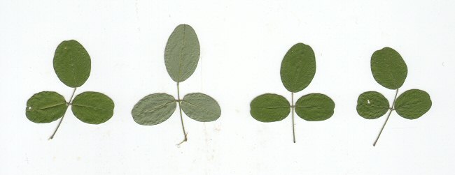 Lespedeza_procumbens_leaves.jpg