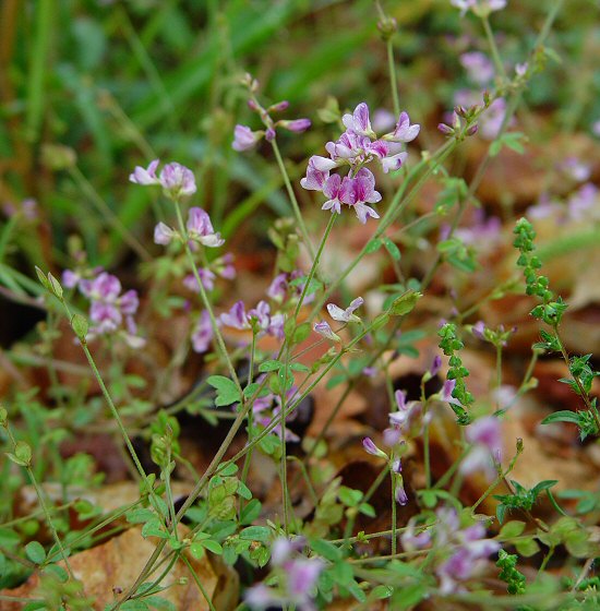 Lespedeza_procumbens_plant.jpg