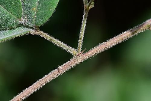 Lespedeza_procumbens_stem.jpg