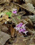 Lespedeza procumbens thumbnail