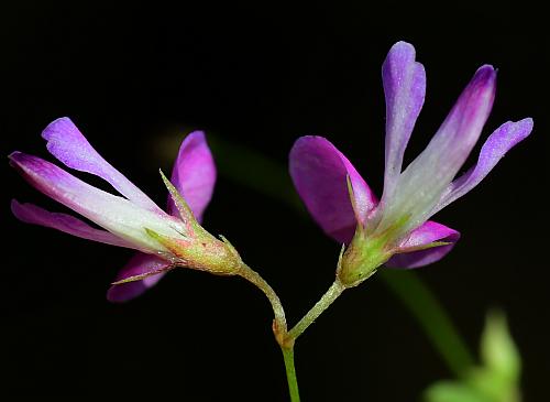 Lespedeza_repens_calyces.jpg