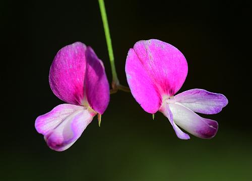 Lespedeza_repens_flowers1.jpg