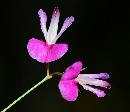 Lespedeza_repens_flowers2.jpg